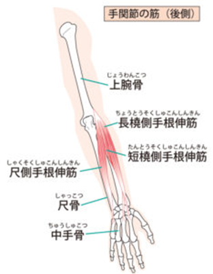 手関節の筋