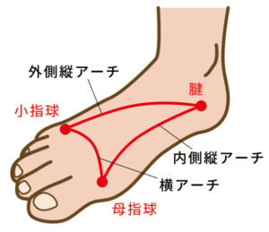 足の裏　アーチ図