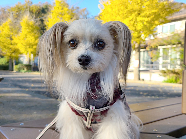 西川トレーナーの愛犬ふわり